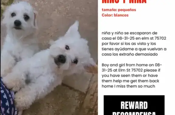Missing dog Tyler, photo: Lost Small White Dogs - East Elm St.