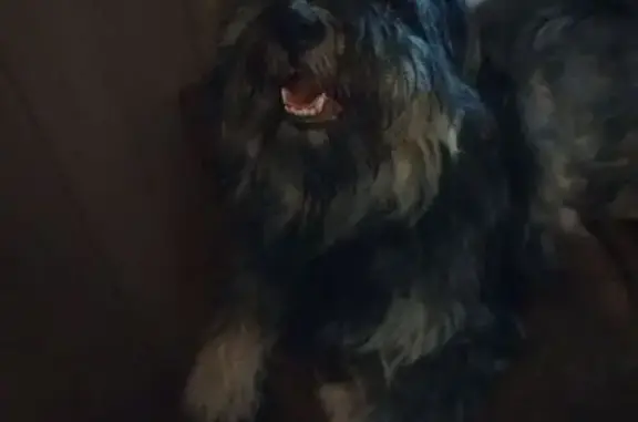 Missing dog Middletown, photo: Lost Dog: Opie Barney on 5th Ave, Middletown