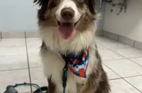 Lost pets Phoenix, photo: Help Find Rocco: Shy Red Merle Aussie