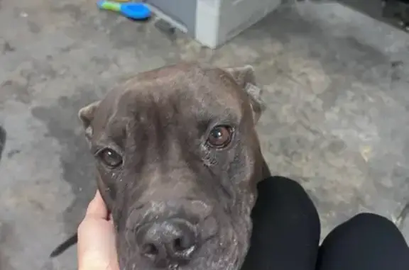 Lost and found pets Las Vegas, photo: Lost Dogs: Shadow & Frappy in Las Vegas