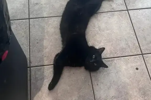 Lost Cat: Gold Chain & Blue Collar