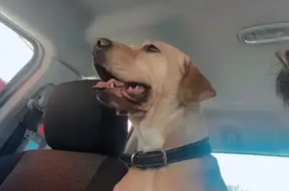 Missing Dog: Daisy Mae in Austin