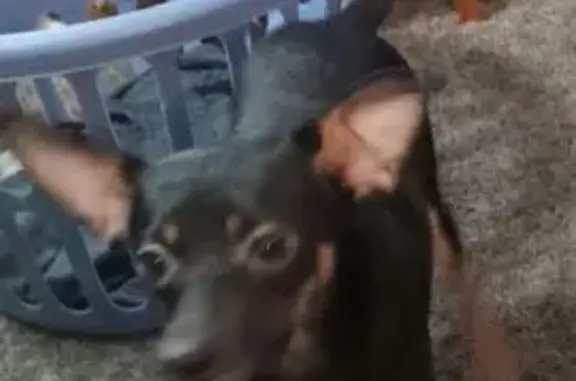 Missing dog Blacksburg, photo: Lost Minpin: Shy Black & Brown Dog
