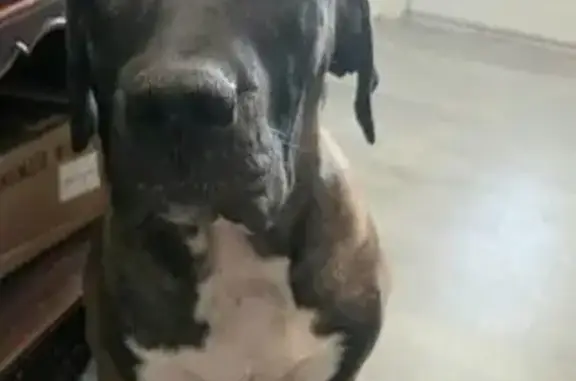 Lost Dog: Rustic with Unique Markings