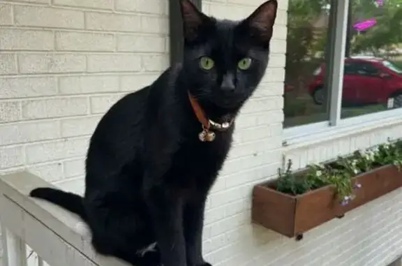 Help Find Jack: Missing Cat in Prospect