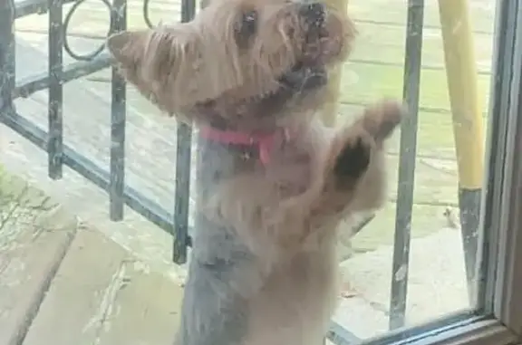 Lost Yorkie Abby: Help Bring Her Home!