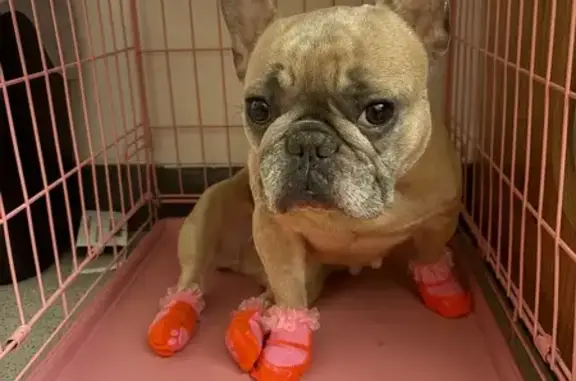 Lost Tan Frenchie with Unique Marks