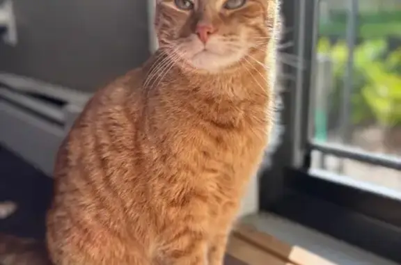 Lost Orange Tabby: 14-Year-Old on Runnells Rd