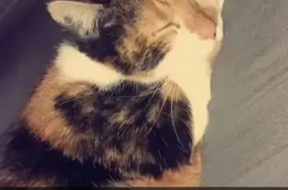 Chatte tachetée perdue à Montivilliers - photo