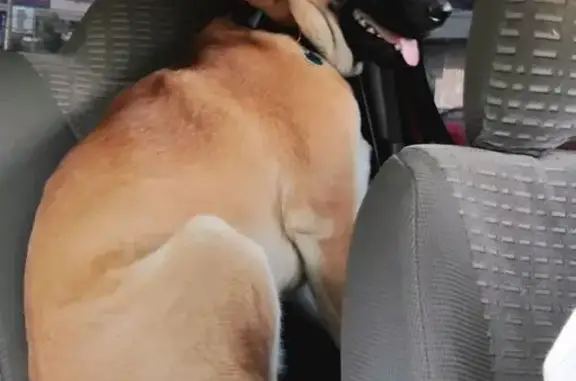 Lost pets , photo: Lost Fawn German Shepherd: Momma Moe