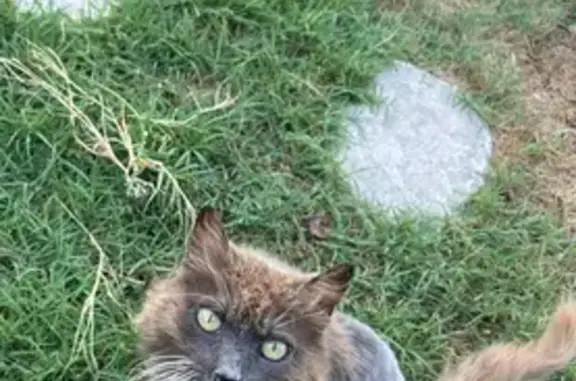 Chat perdue Grise, miaulement grave, St-Maximin - photo