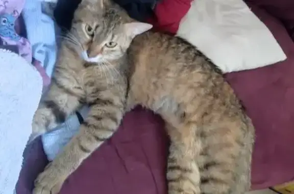 Animaux perdus , photo: Chatte perdue, tigre mince, La Saucelle
