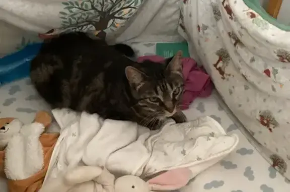 Chat trouvé Échirolles, photo: Chatte grise trouvée, collier rose, Échirolles