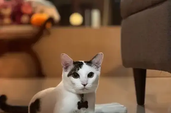 Lost Cat: Heart-Tail & Black Patches