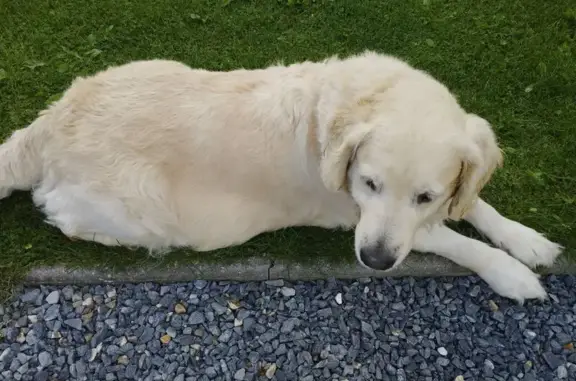 Chien trouvé Offranville, photo: Golden Retriever trouvé à Offranville