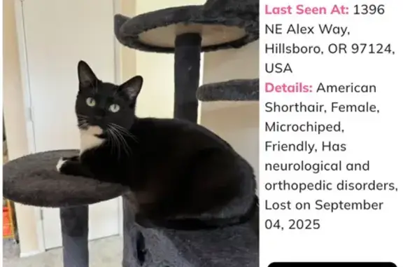 Lost Tuxedo Cat with Limp in Hillsboro