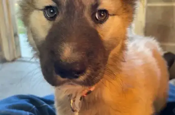 Lost Dog on South Ida St, Wichita