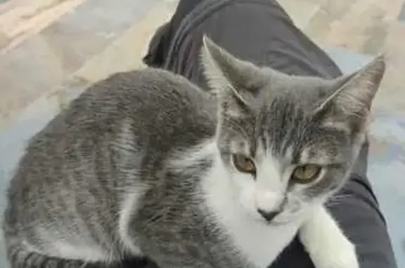 ¡Gata Gris Perdida en Móstoles! Ayuda