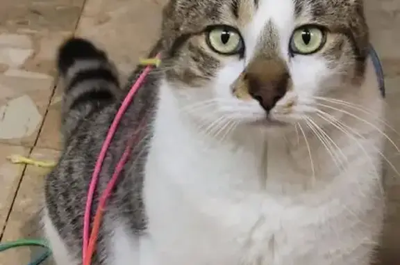 Chat perdu à Servian : Pika, 2 ans, mâle - photo