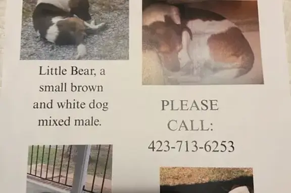 Lost: Small Brown & White Dog on SR 28