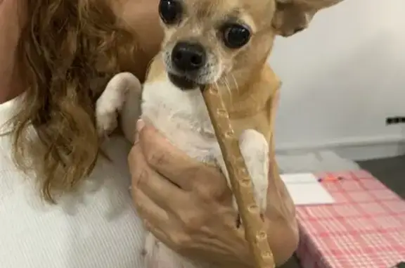 Perro Perdido: Canela con Patas Blancas en Estepona
