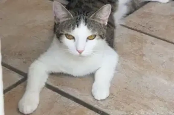 Chat perdu, La Monnerie-le-Montel, photo: Chat tigré et blanc perdu à La Monnerie