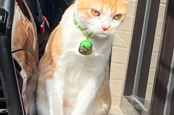 Lost pets New York, photo: Lost Orange Tabby: Green Frog Collar