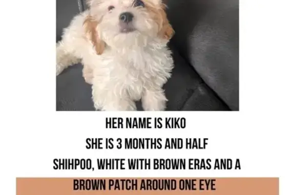 Lost Dog: Unique Markings, Avondale St.