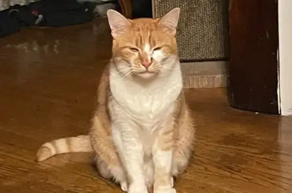 Lost Orange & White Cat - North Spaulding