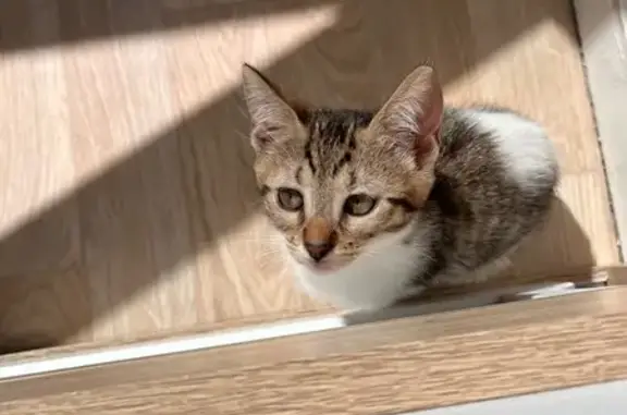Chat perdue à Châlette-sur-Loing - photo