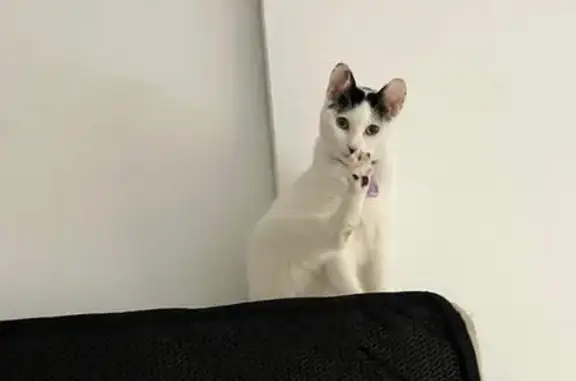 Lost Cat Alert: Mosman Rd, Cape Town
