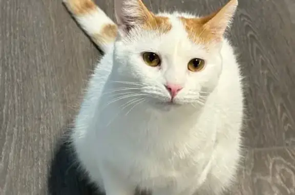 Lost Cat: White & Orange, Pond Dr, Markham
