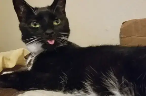 Lost Tuxedo Cat: Speedy Needs Help!