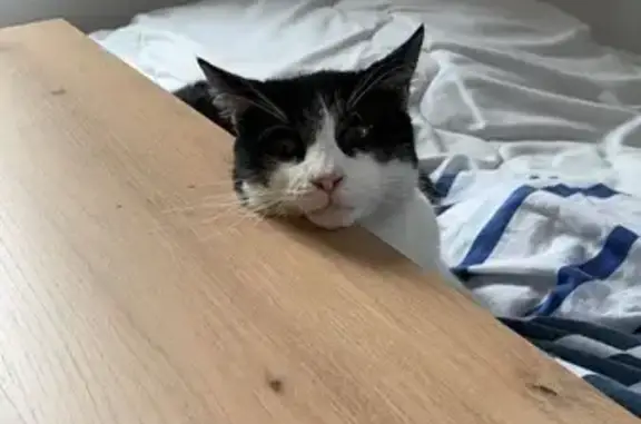 Chat noir et blanc perdu, Épinal - photo