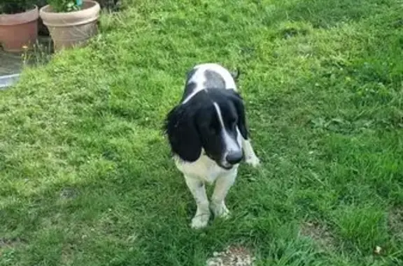Jeune épagneul noir/blanc trouvé en Normandie - photo