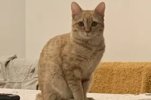 Gata Naranja Perdida en Vic: Asustadiza