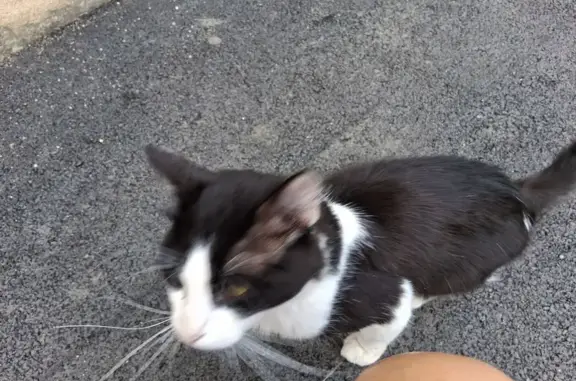 Animaux trouvés Auch, photo: Chat affectueux trouvé à Auch