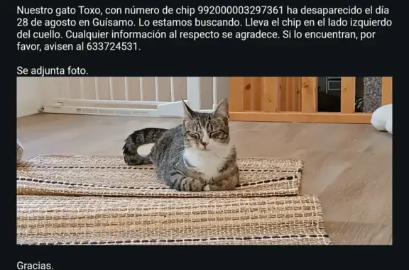 Gato Tricolor Perdido en Guísamo, A Coruña