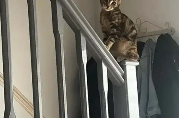 Lost Tabby Cat: Missing on Woodborough Rd