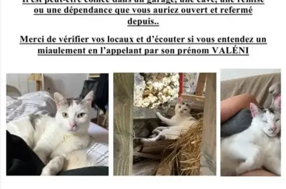 Chat perdu à Forges-les-Bains - photo