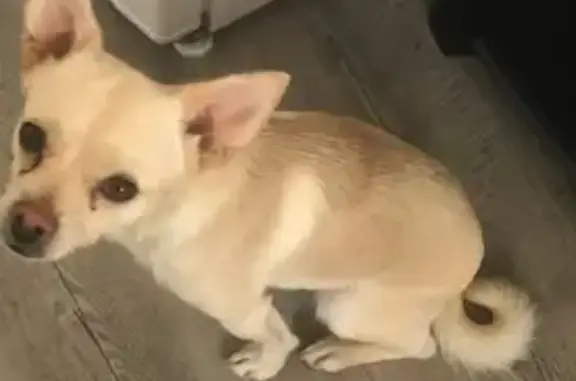 Chihuahua perdu à Monistrol-sur-Loire - photo