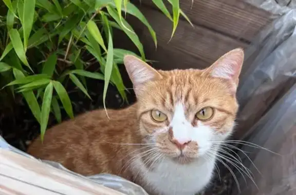 Chat perdu, Montigny-le-Bretonneux, photo: Chatte perdue : GIGI, 3 ans, roux/blanc