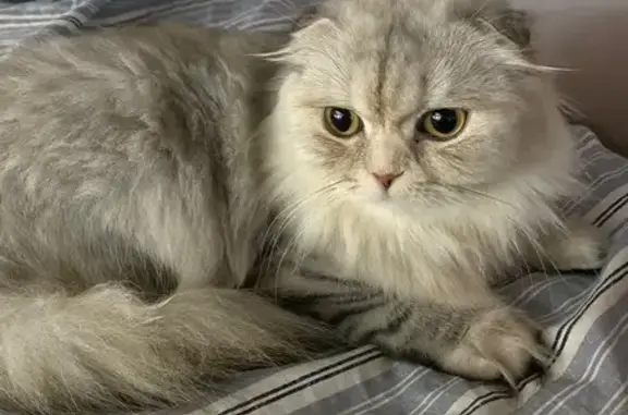Help Find Our Lost Scottish Fold Cat