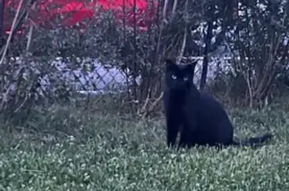 Animaux perdus Saint-Bonnet-de-Mure, photo: Chat noir perdu, tâche œil droit, sociable