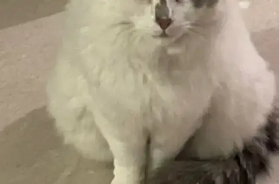 Animaux perdus Savigny-sur-Orge, photo: Chat perdu : Touffu, blanc et gris, Savigny