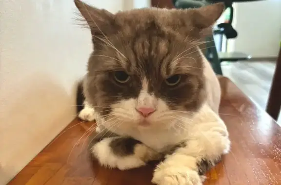 Lost Siberian Mix Cat: Lion Cut, Bangkit Rd