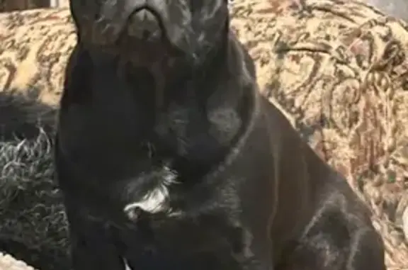 Lost Black Pug in Le Sueur, MN