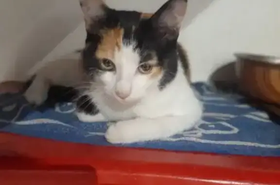 Animaux trouvés Saint-Georges-les-Bains, photo: Chatte tricolore trouvée à Saint-Georges