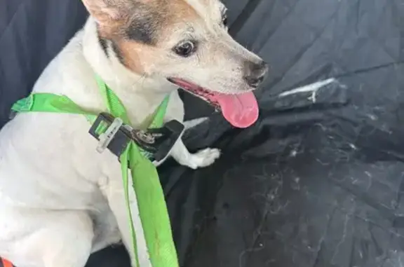 Found dog , photo: Found Sweet Dog on Lester Road SW
