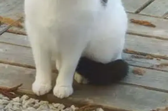 Chat perdu, , photo: Chat perdue blanc et noir à Cergy